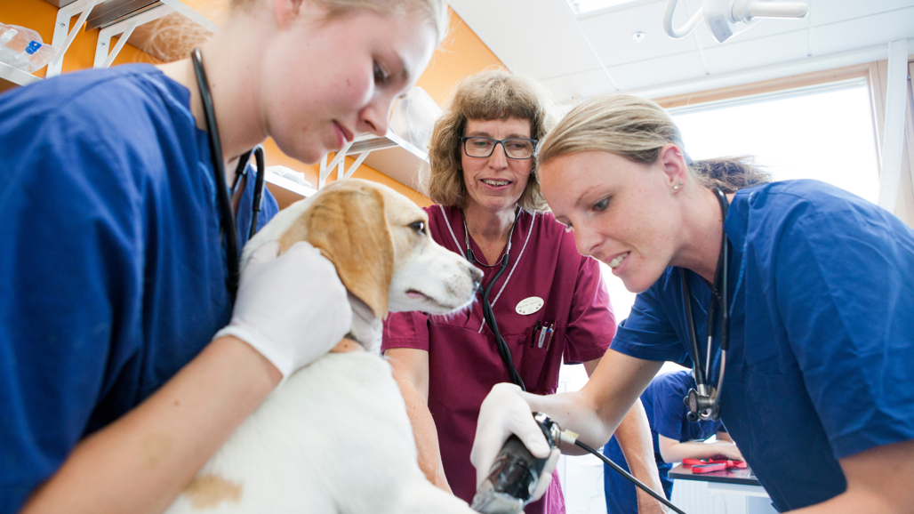 Tre personer iklädda sjukvårdskläder rakar en hunds ben.