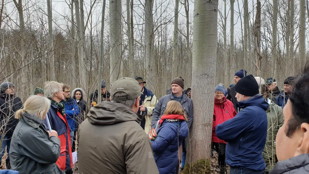 Excursion in a stand of hybrid aspen. Participants listen to a speaker in a deciduous forest in early spring.