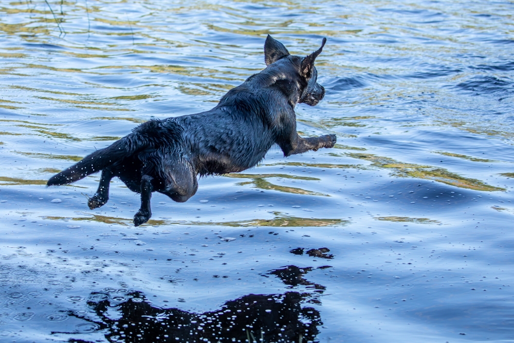 Foto av en labrador som hoppar i vattnet.