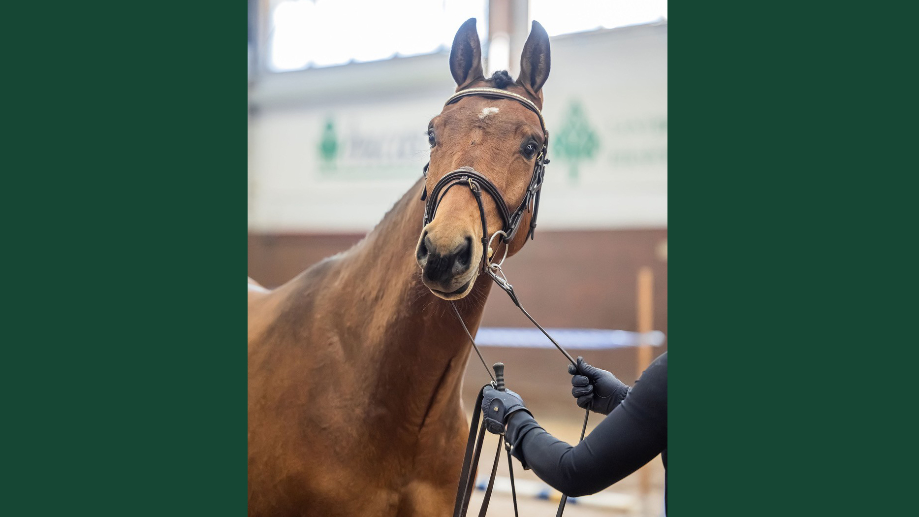 Foto av en häst som visas för hand inomhus i ett ridhus.