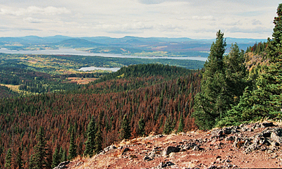 barkborreangripen skog, Mt Fraser