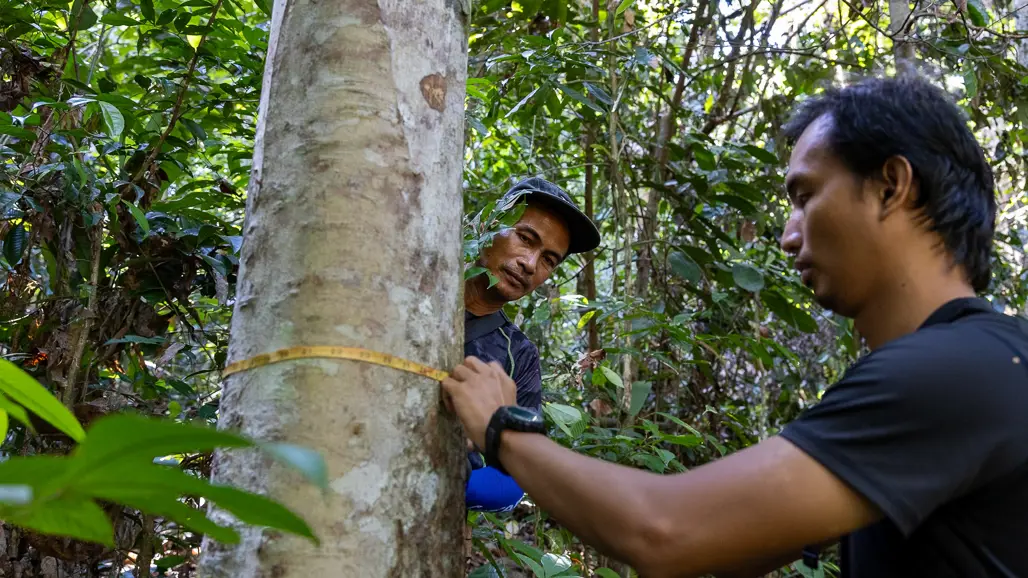 Two people measuring a tree in the rainforest.