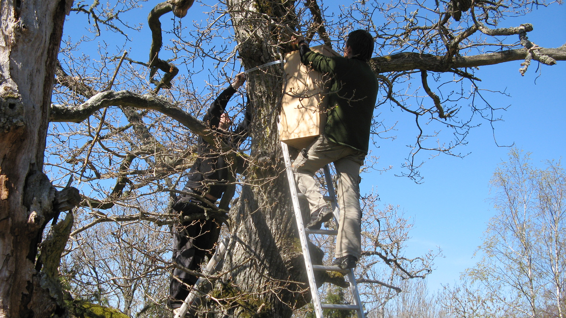 En person sätter upp stor trälåda i träd.