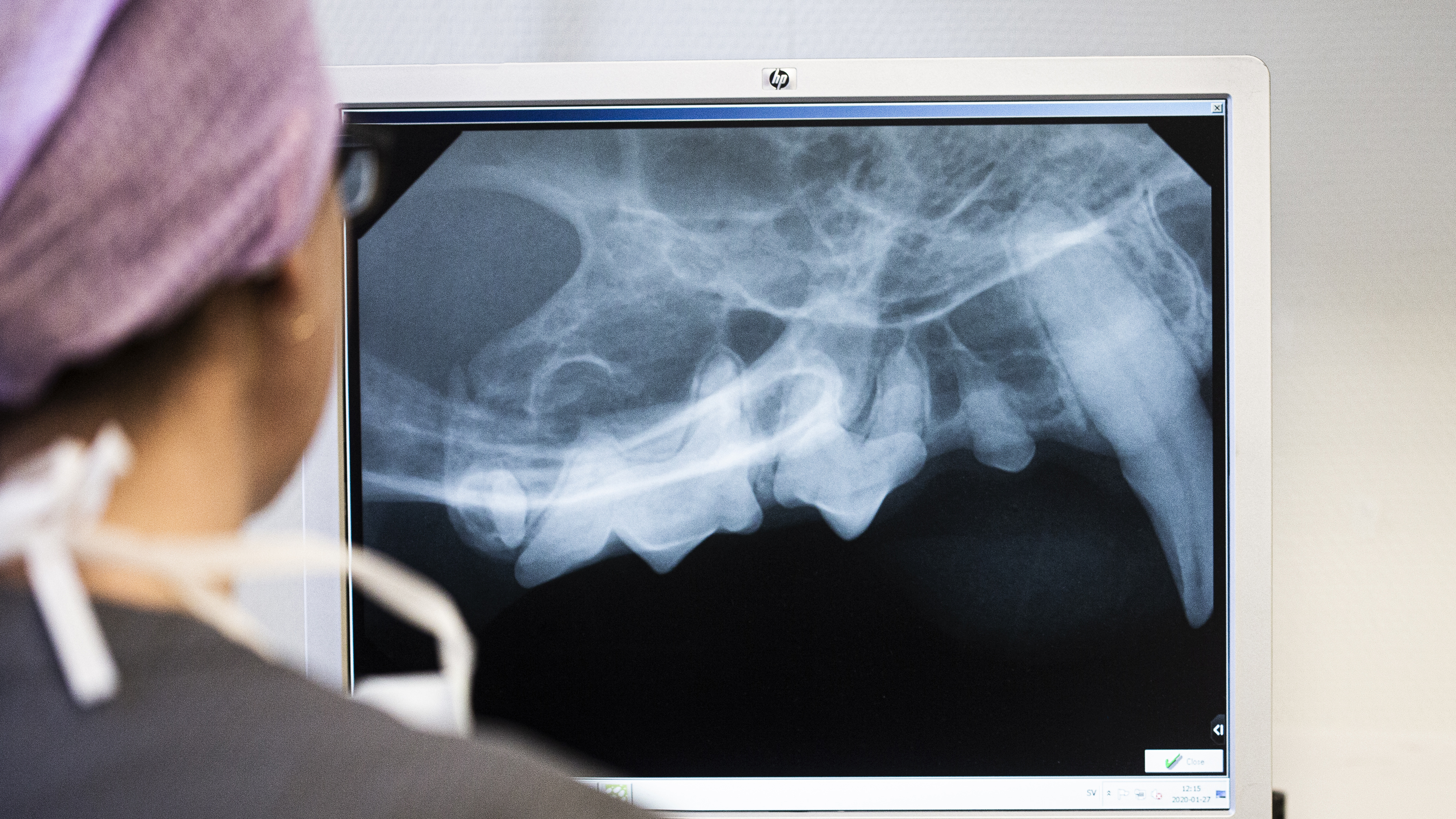 A veterinarian looks at an X-ray of teeth. Photo.