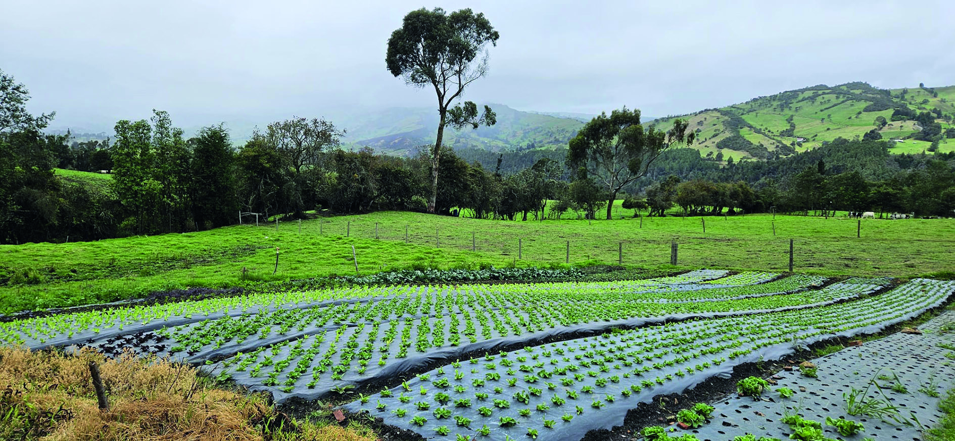 Vegetables grown in Cundianmara in Colombia.