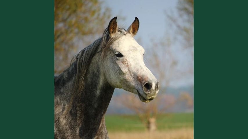 Foto av en ljus häst mot höstig utomhusbakgrund.
