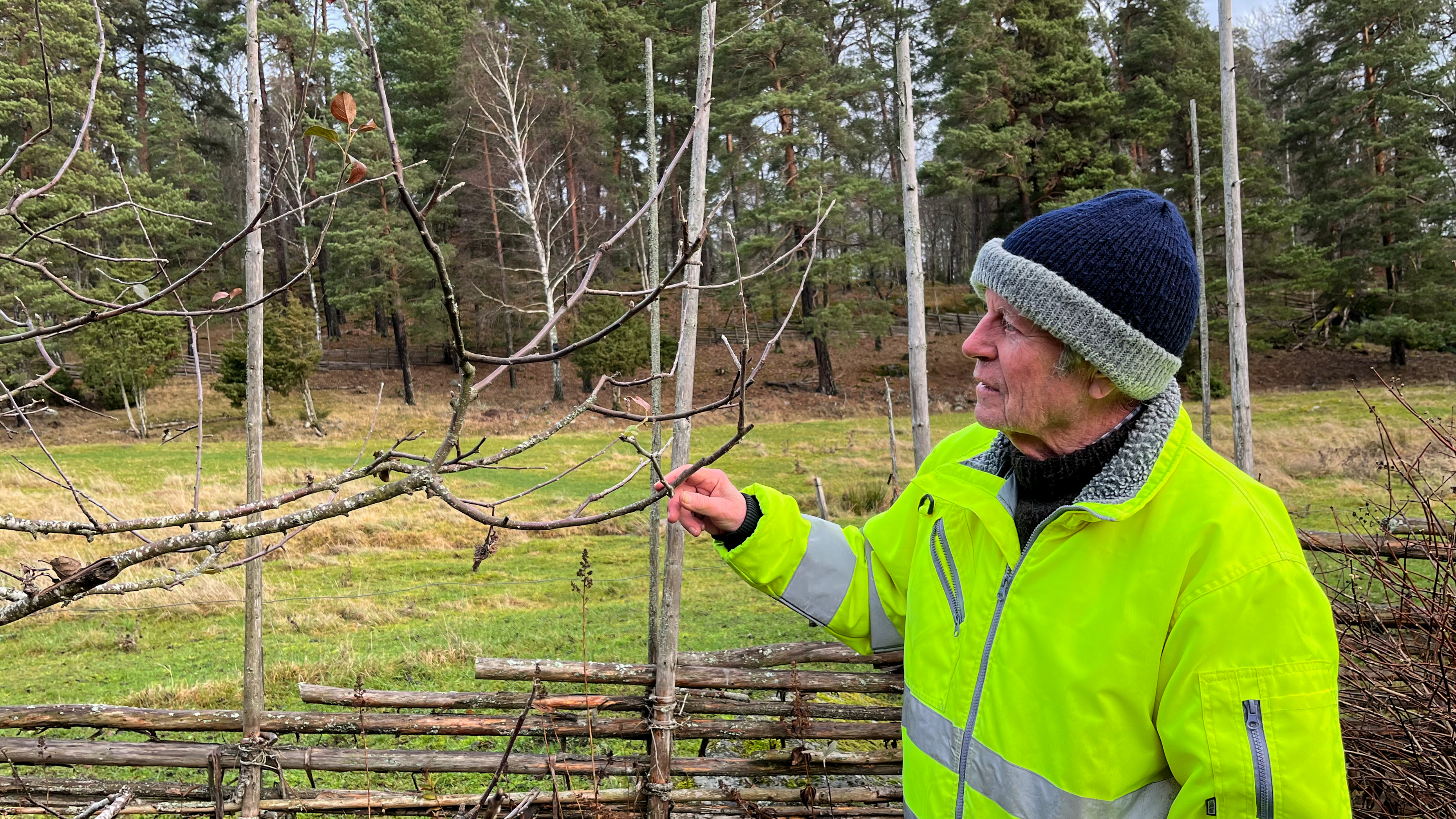 Clas står bredvid en gärsgård och tittar på hur ett äppelträd mår.
