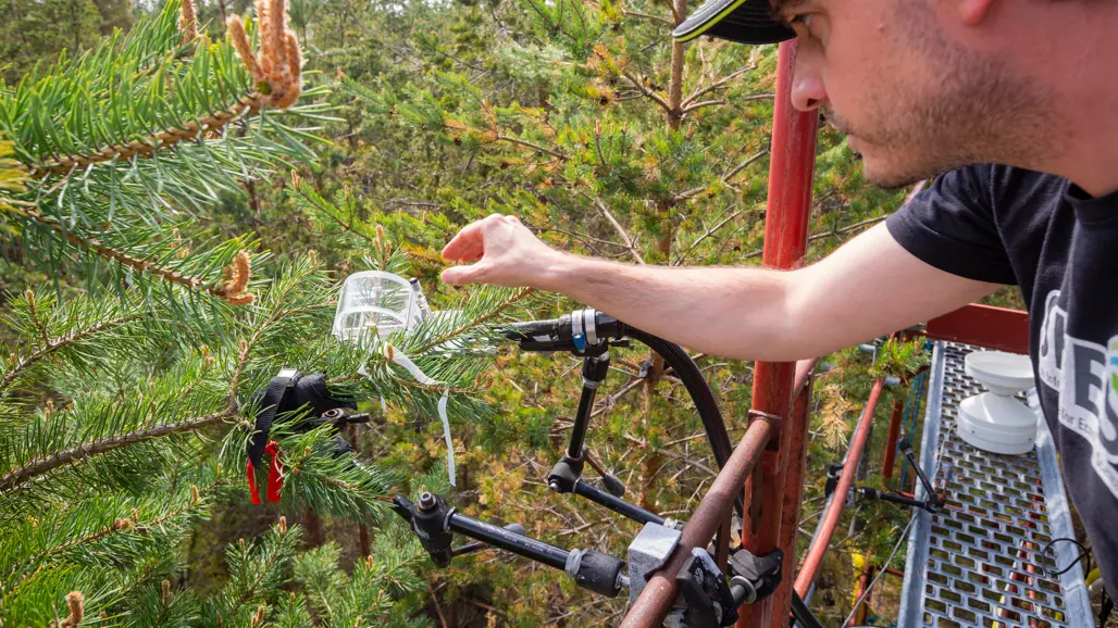 A person reaching out to check an instrument around a twig of a pine