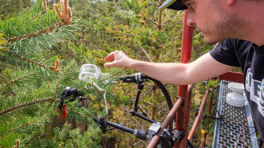 A person reaching out to check an instrument around a twig of a pine