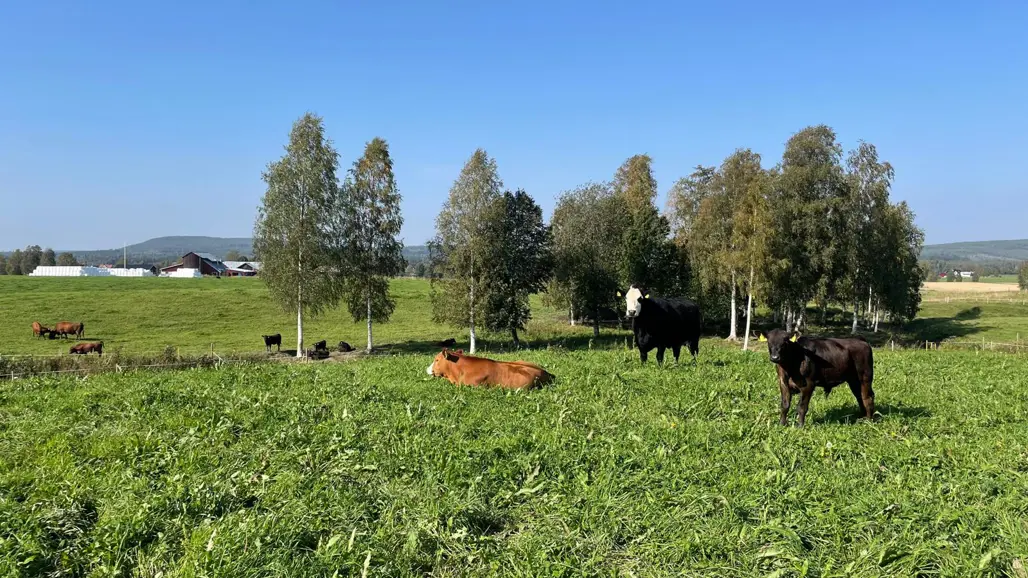 Kor på bete i ett norrländsk jordbrukslandskap. Foto.