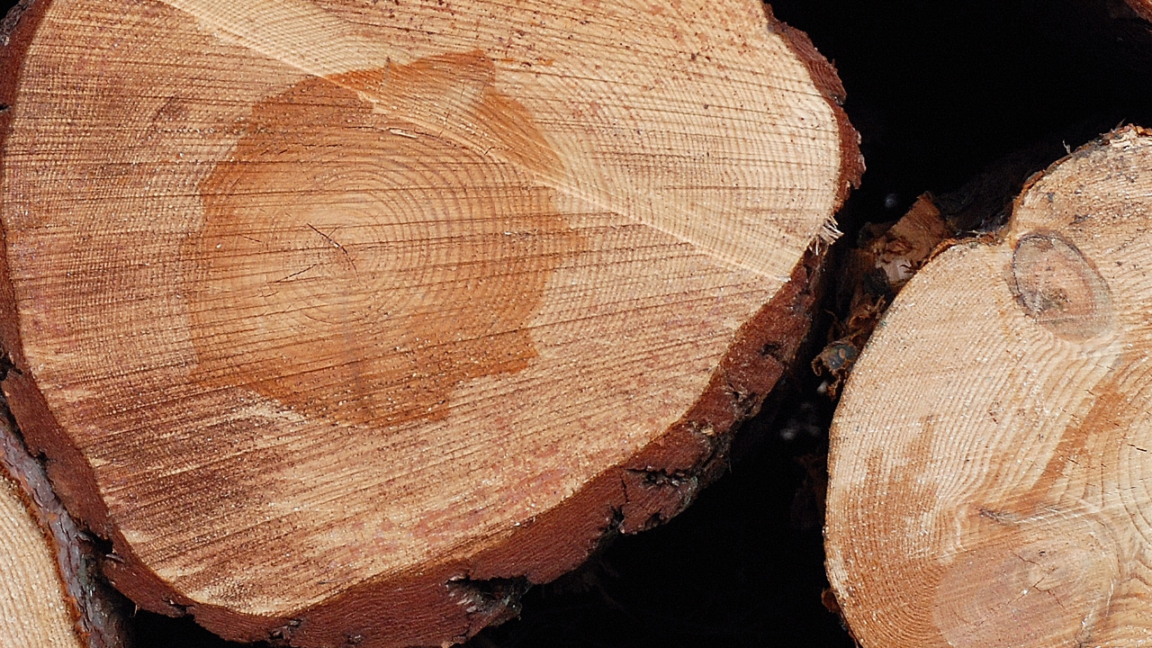 Cross-section of a tree trunk showing the annual rings.
