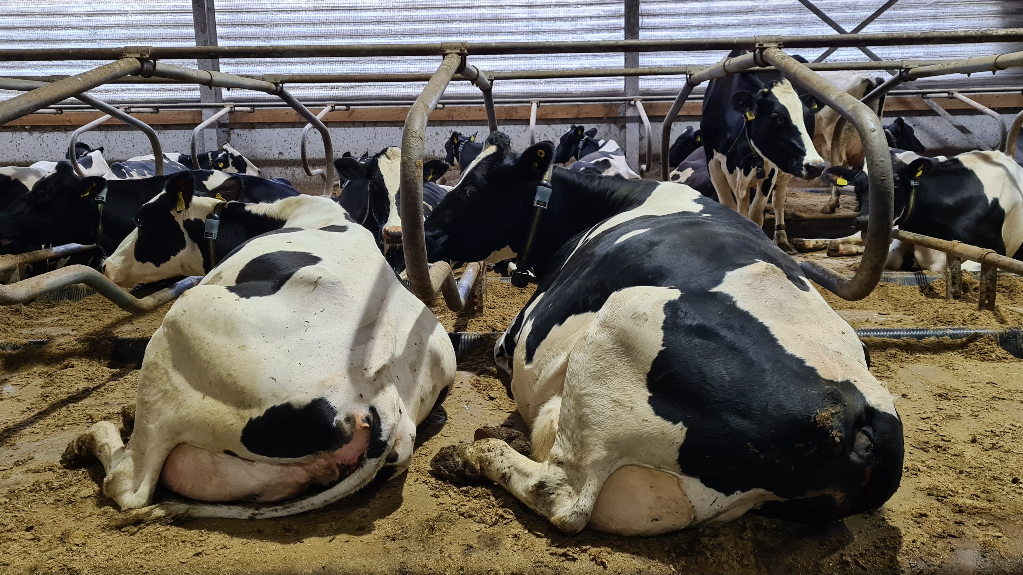 En svart och vit ko vilar i ett bås med fiberströ. Foto.