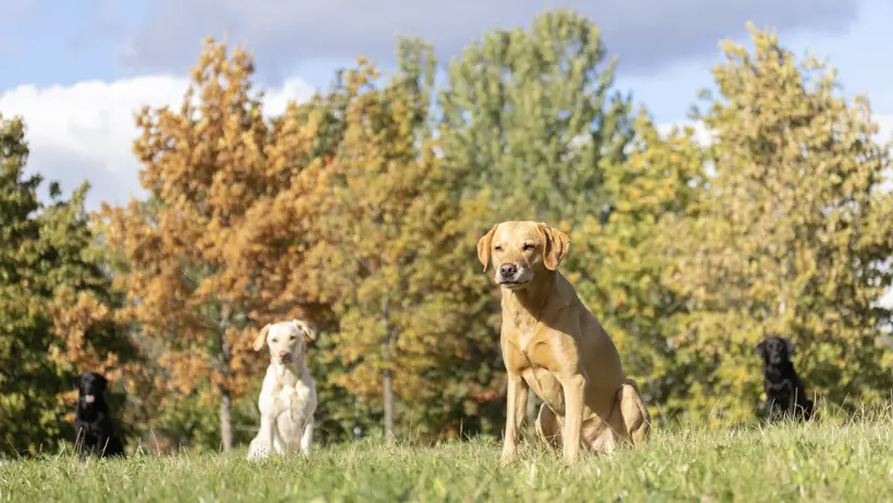 Foto av ett gäng hundar av rasen labrador retriever sittandes utomhus en solig höstdag.