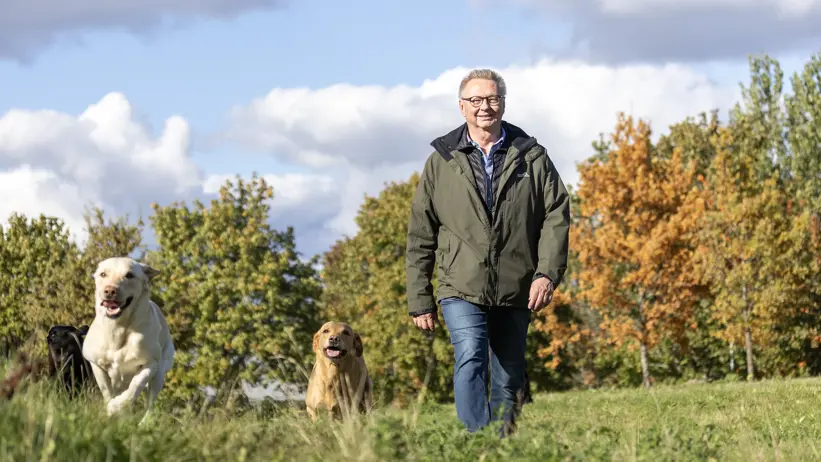Foto av en man i ytterkläder (Erling Strandberg, SLU) gåendes utomhus under hösten med lösspringande hundar av rasen labrador retriever.
