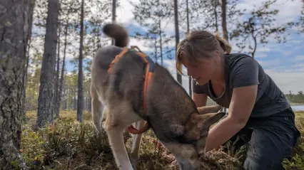 En person och en hund tittar på något på marken i skogen.