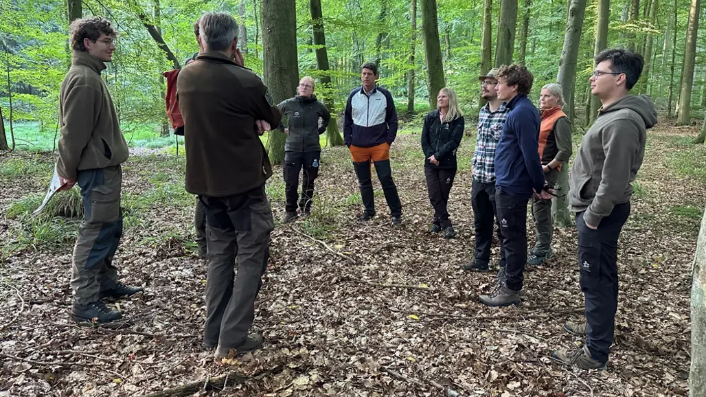 grupp i bokskog