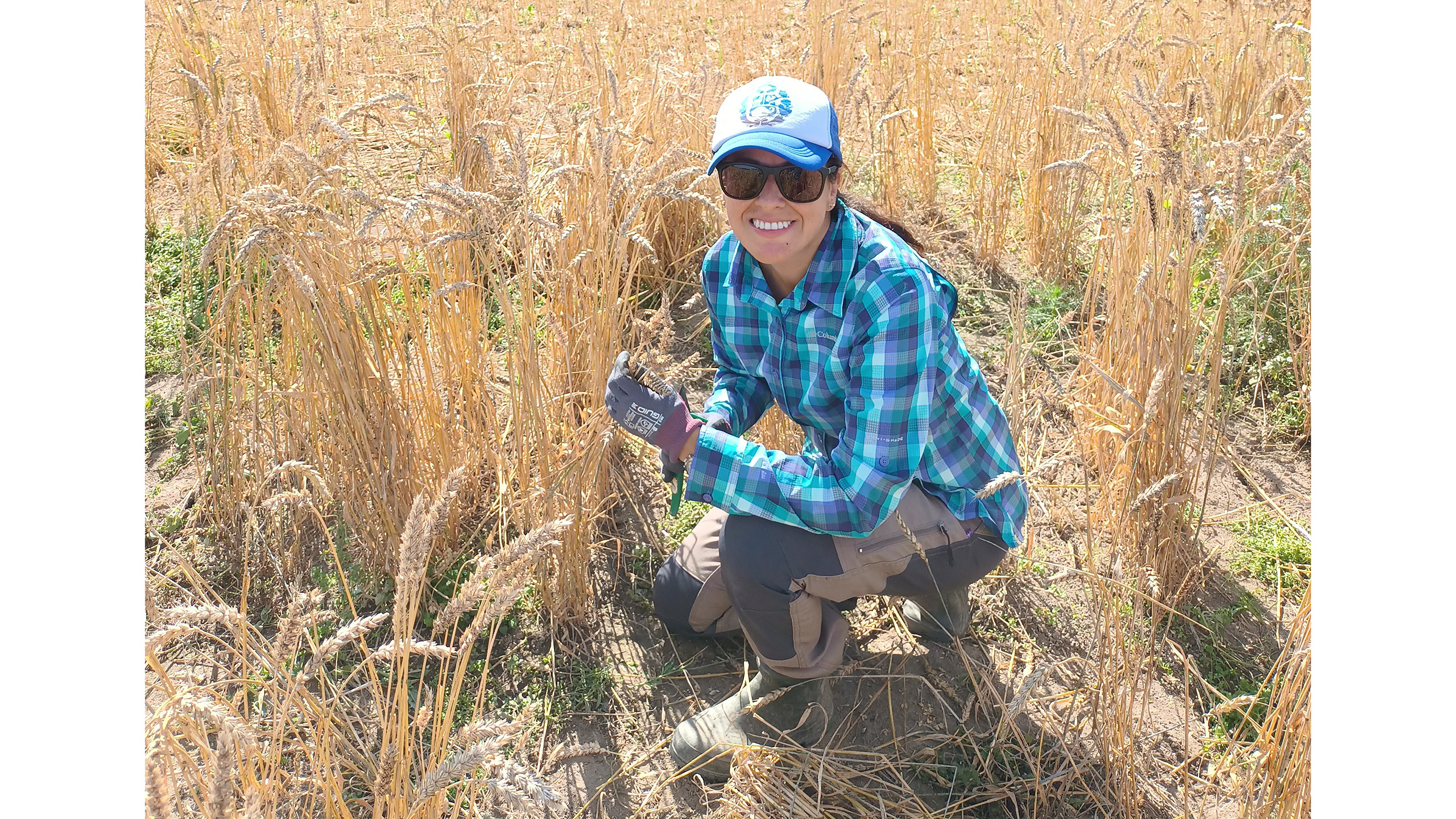  62 A woman in a cap and sunglasses is squatting in a wheat field.