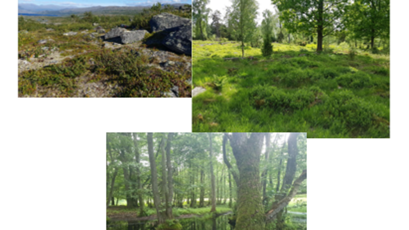 Figur 3. Exempel på foton tagna på olika provytor