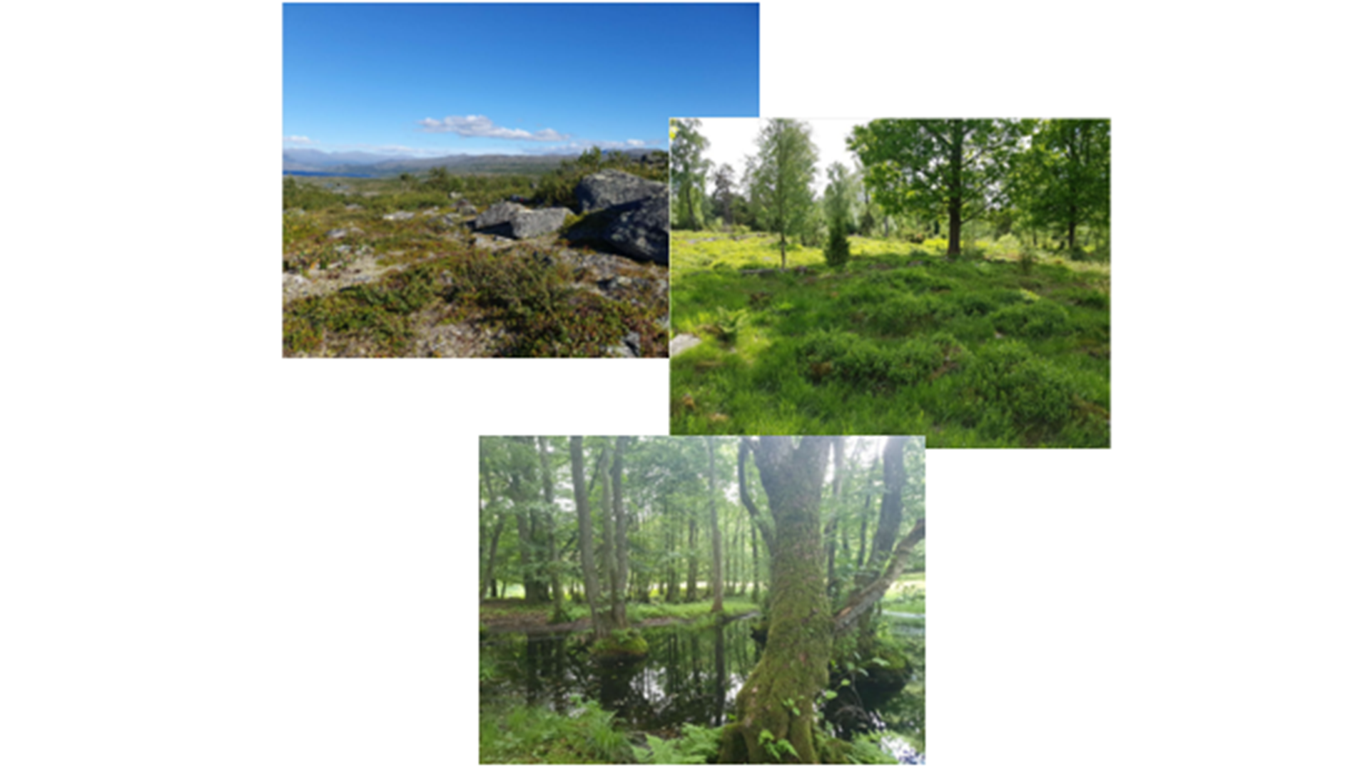 foton från provytor