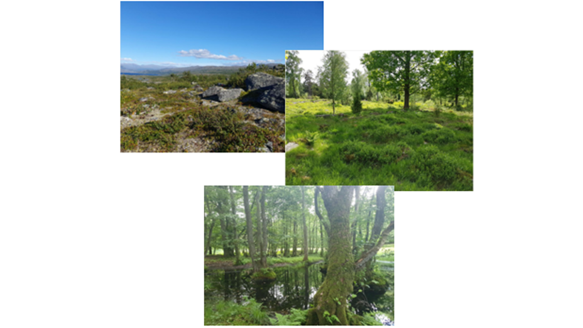 foton från provytor