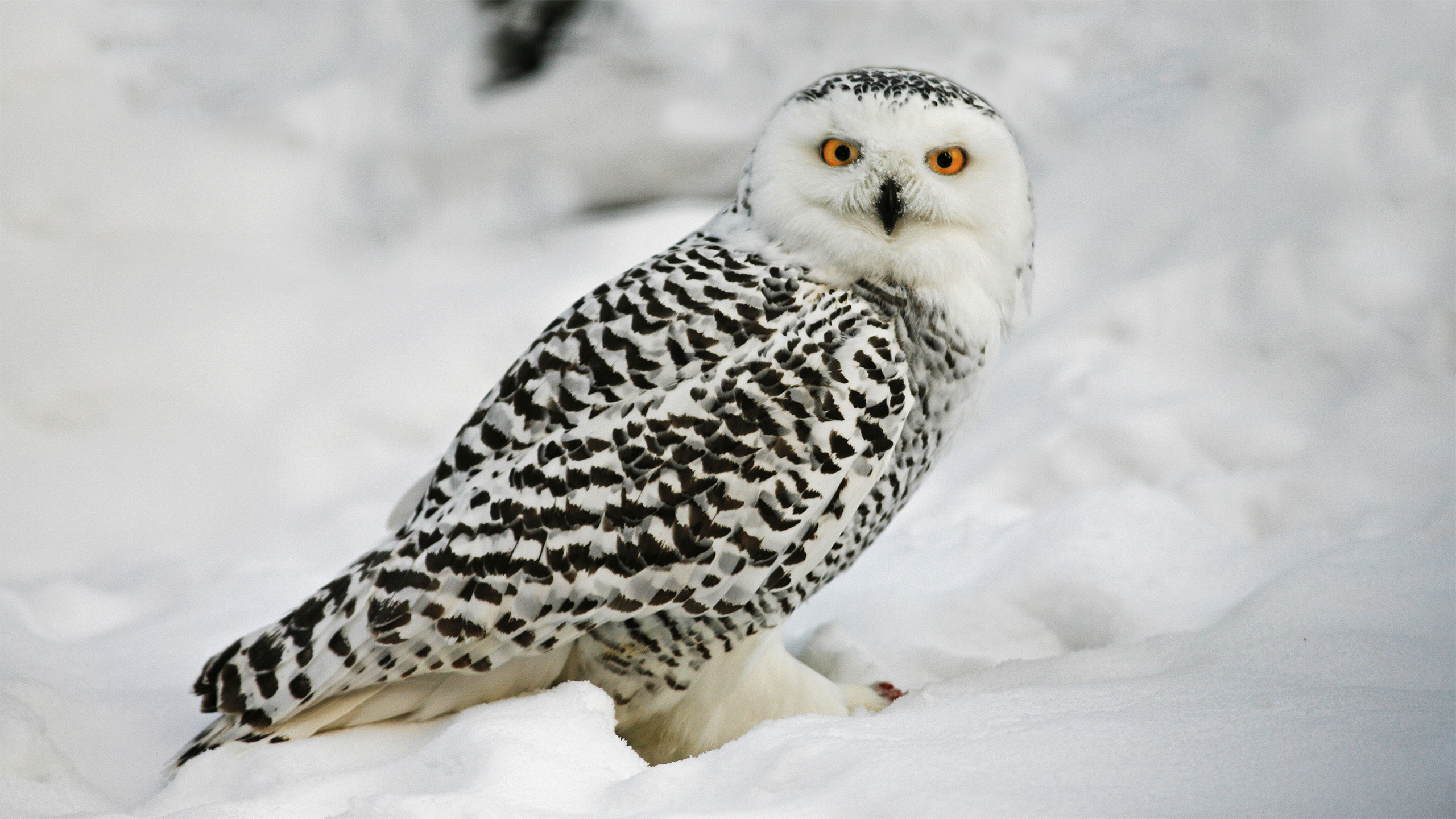 En fjälluggla sitter i en snötäckt miljö. Fjäderdräkten är vit med mörka fläckar och ögonen är klart gula. Ugglan är vänd åt sidan men blickar rakt mot kameran, och den omgivande snön bildar en mjuk, ljus bakgrund. Foto