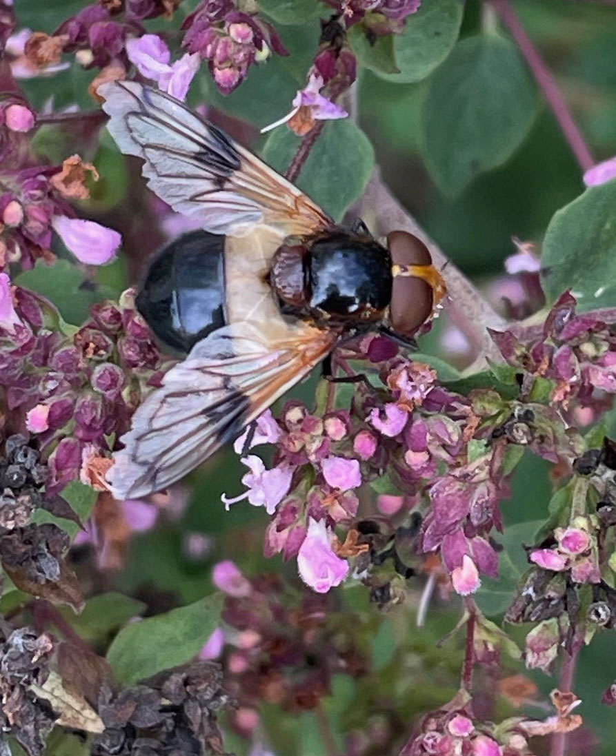 En fönsterblomfluga sitter på en lila blomma