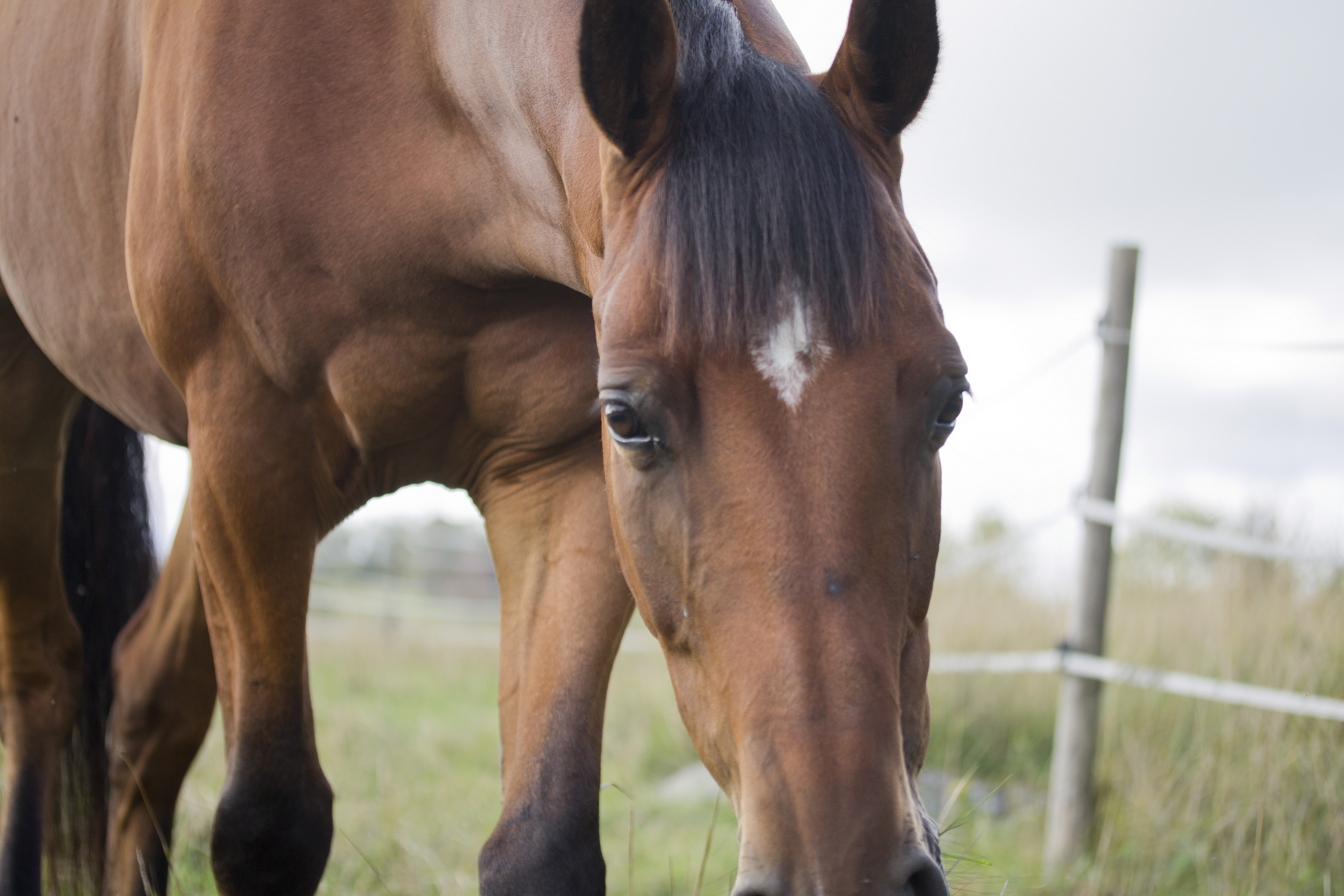 Foto av en brun häst som går utomhus i sommarhage.