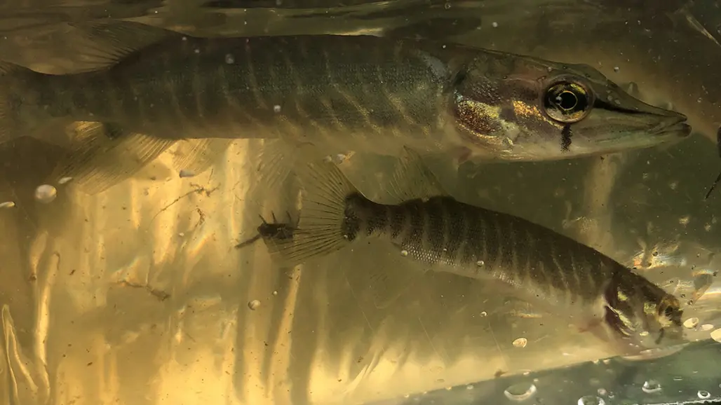 two small pike individuals