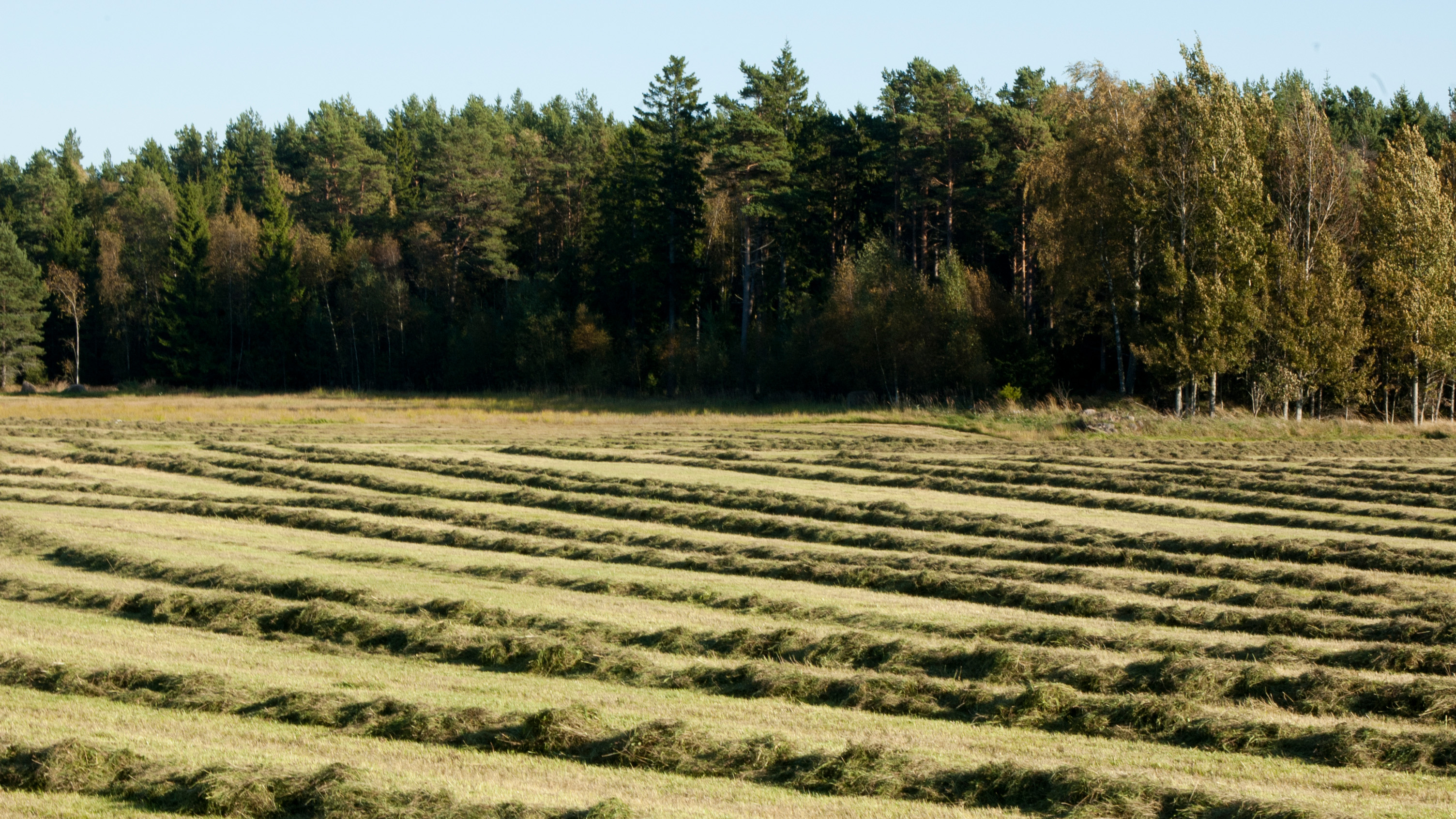 Hösträngar med skog i bakgrunden.