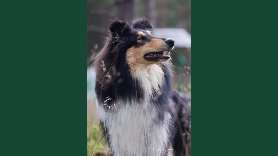 Photo of a collie dog sitting outdoors surrounded by vegetation.