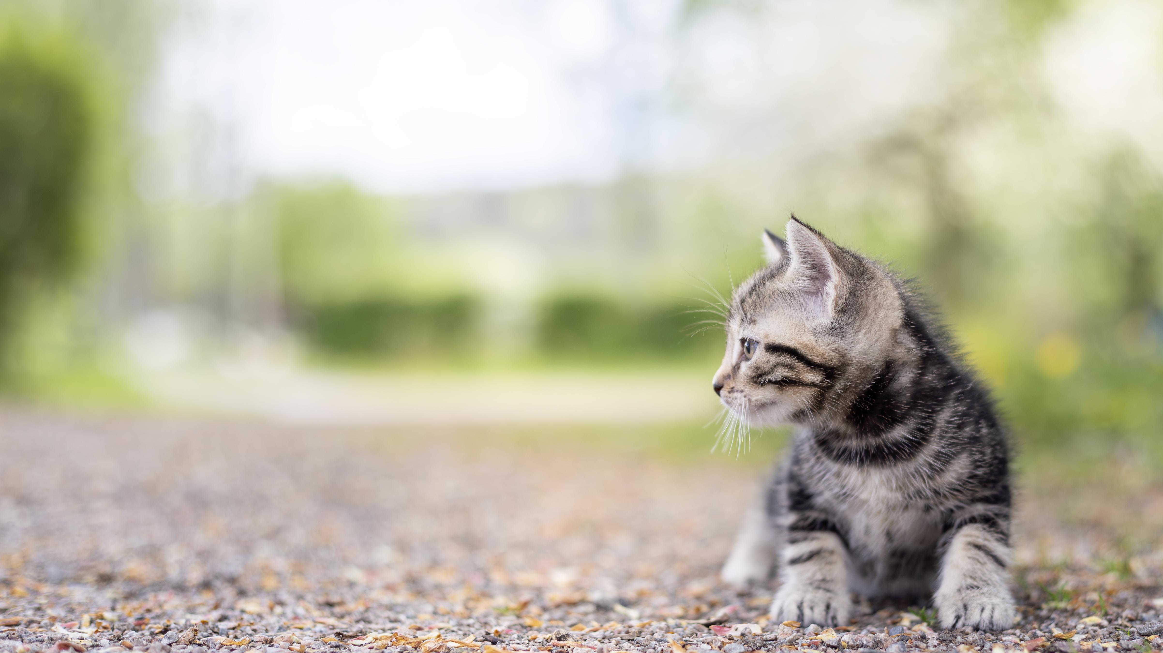 Foto av en kattunge av rasen bondkatt, liggande utomhus i grus under den grönskande sommarperioden i Sverige.