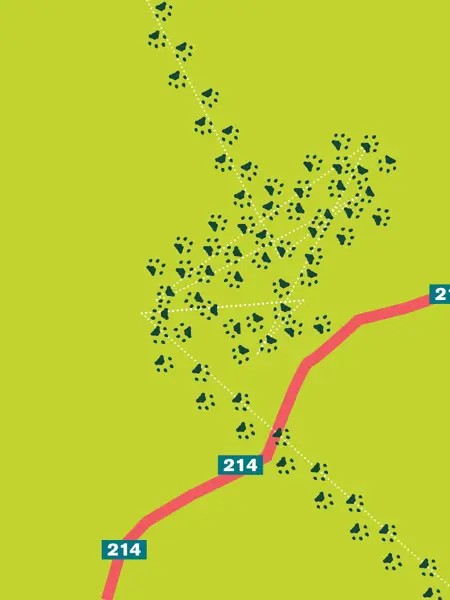 Karta över mellansverige med lodjursspår, som visar riktningar djuret gått i sin vandring. Illustration.