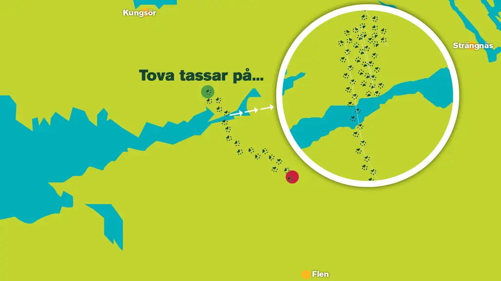 Karta över mellansverige med lodjursspår som visar hur ett lodjur rört sig i ett område. Illustration.