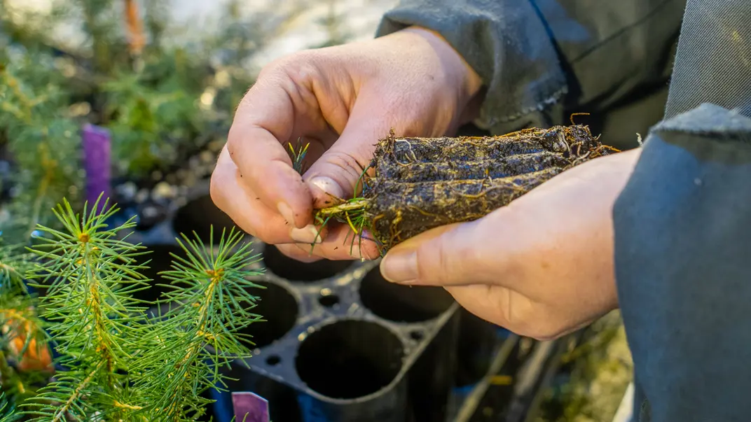 Hands holding a seedling. Photo.