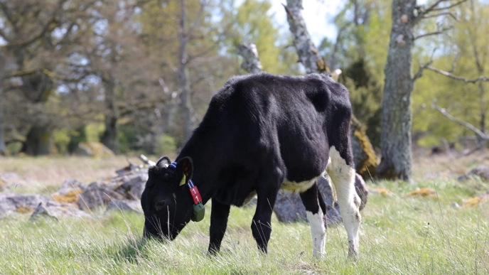Cow in the field