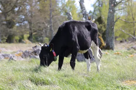 Ko på grönbete