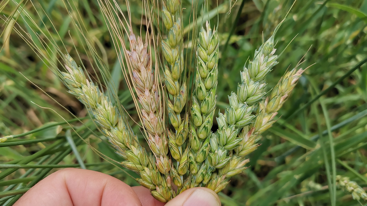 Ett knippe veteax i olika färger. Foto.