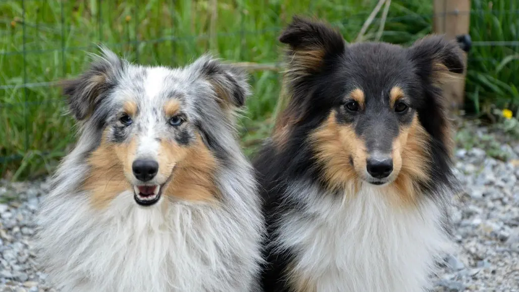 Two-dogs-outdoors-of-the-breed-shetland-sheepdog