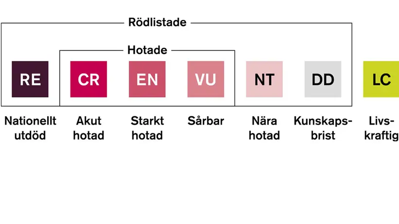 Översikt av rödlistans kategorier i form av färgade rutor med förkortningar och kategorinamn. Från vänster visas: RE – Nationellt utdöd (mörkröd), CR – Akut hotad (röd), EN – Starkt hotad (rosa‑röd), VU – Sårbar (rosa), NT – Nära hotad (ljusrosa), DD – Kunskapsbrist (grå), LC – Livskraftig (gulgrön). Kategorierna RE till DD är sammanhållna under markeringen 'Rödlistade', och kategorierna CR till VU ligger dessutom under markeringen 'Hotade'.