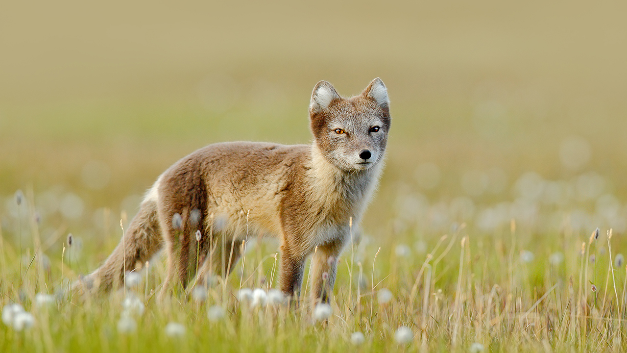Räv på gräsmark. Foto