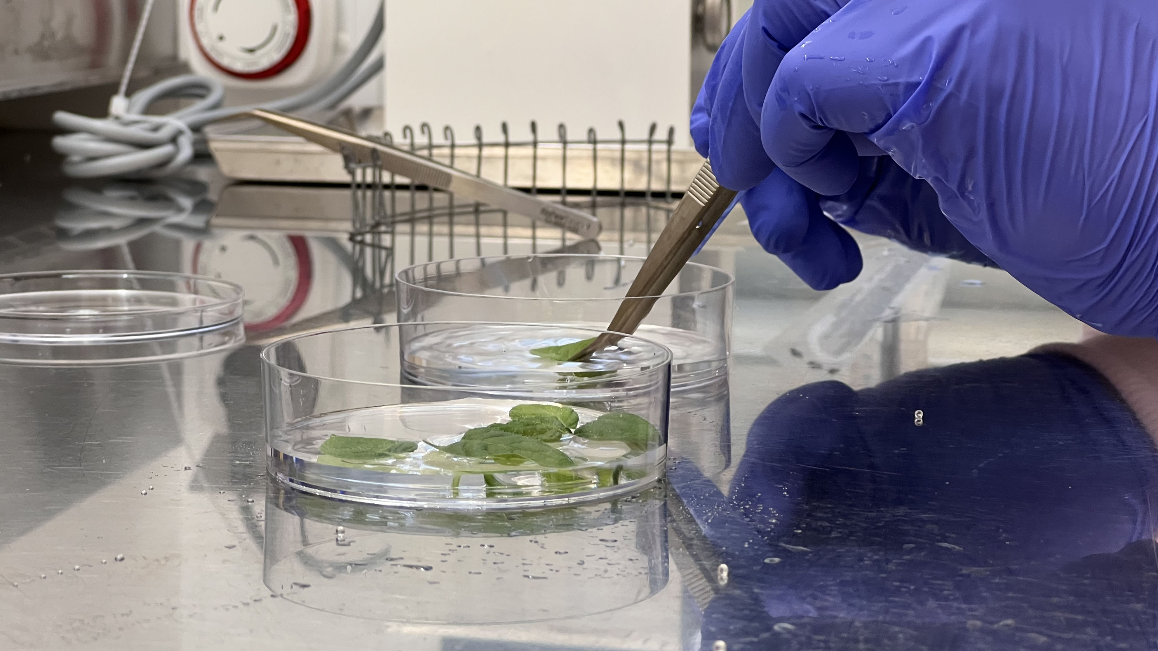 Potatisblad bereds i en petriskål i labbmiljö