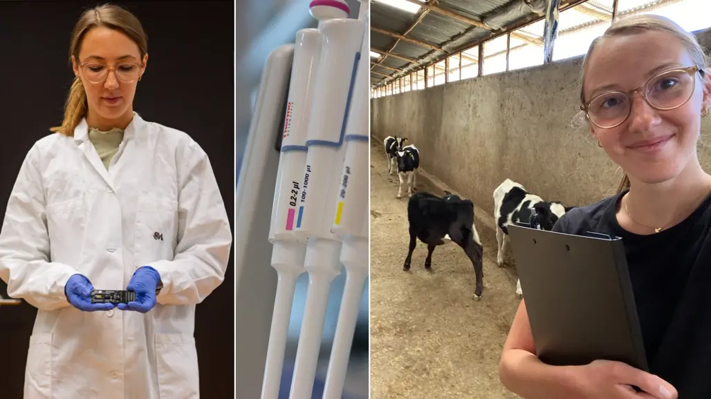 Collage of three images: Woman in lab coat (Julia Bergholm, SLU), tools in laboratory and calves in Ethiopia.