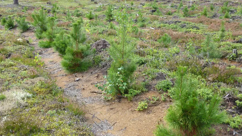 Tallar planterade på rad