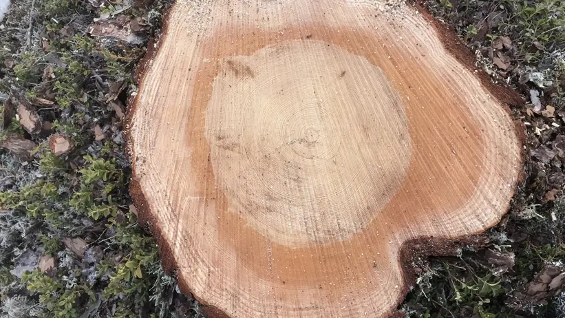 kapyta med årsringar på en stubbe
