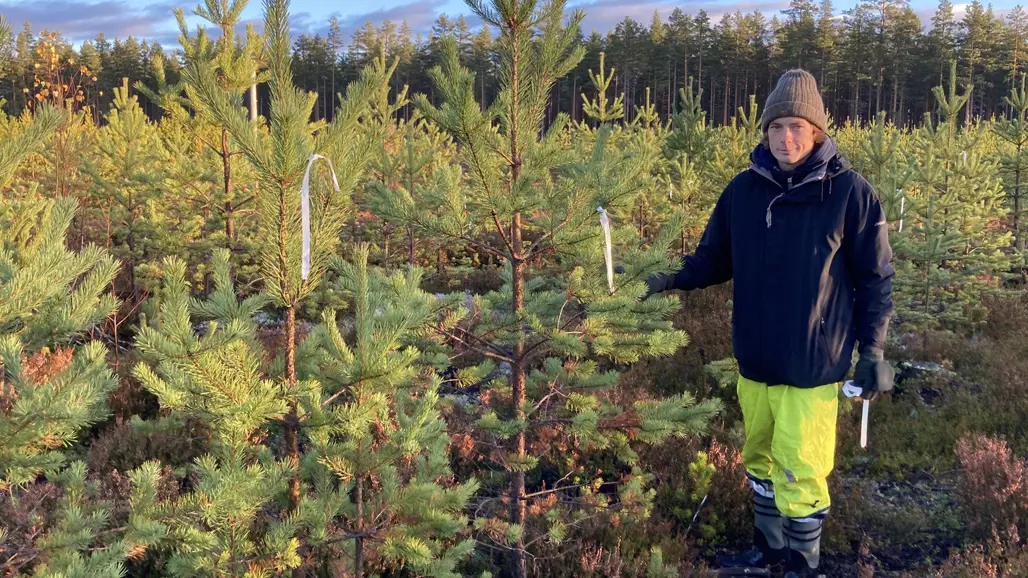 man i yngre bestånd av tallar