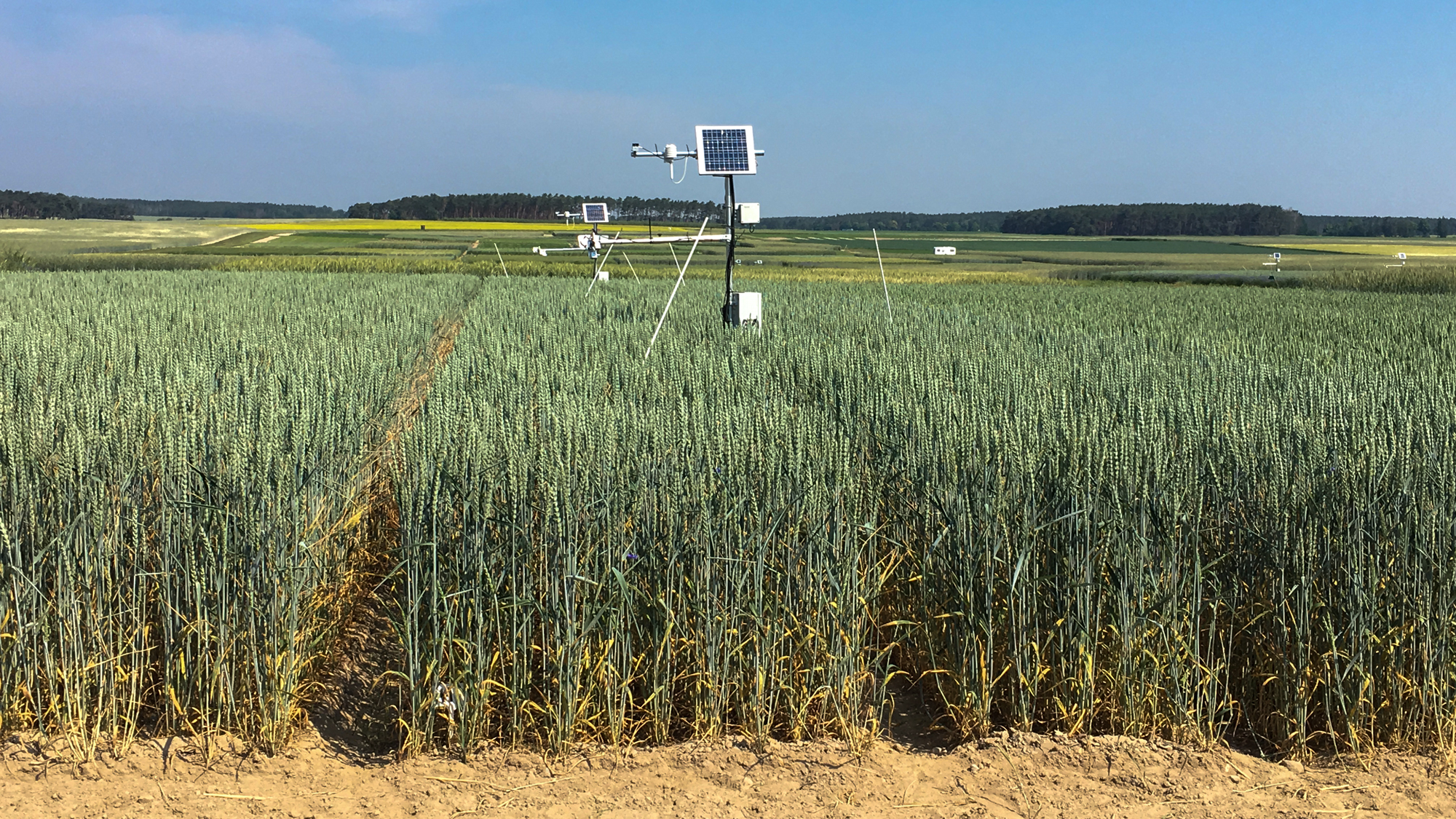 Ett fält med ett mätinstrument på. Foto.