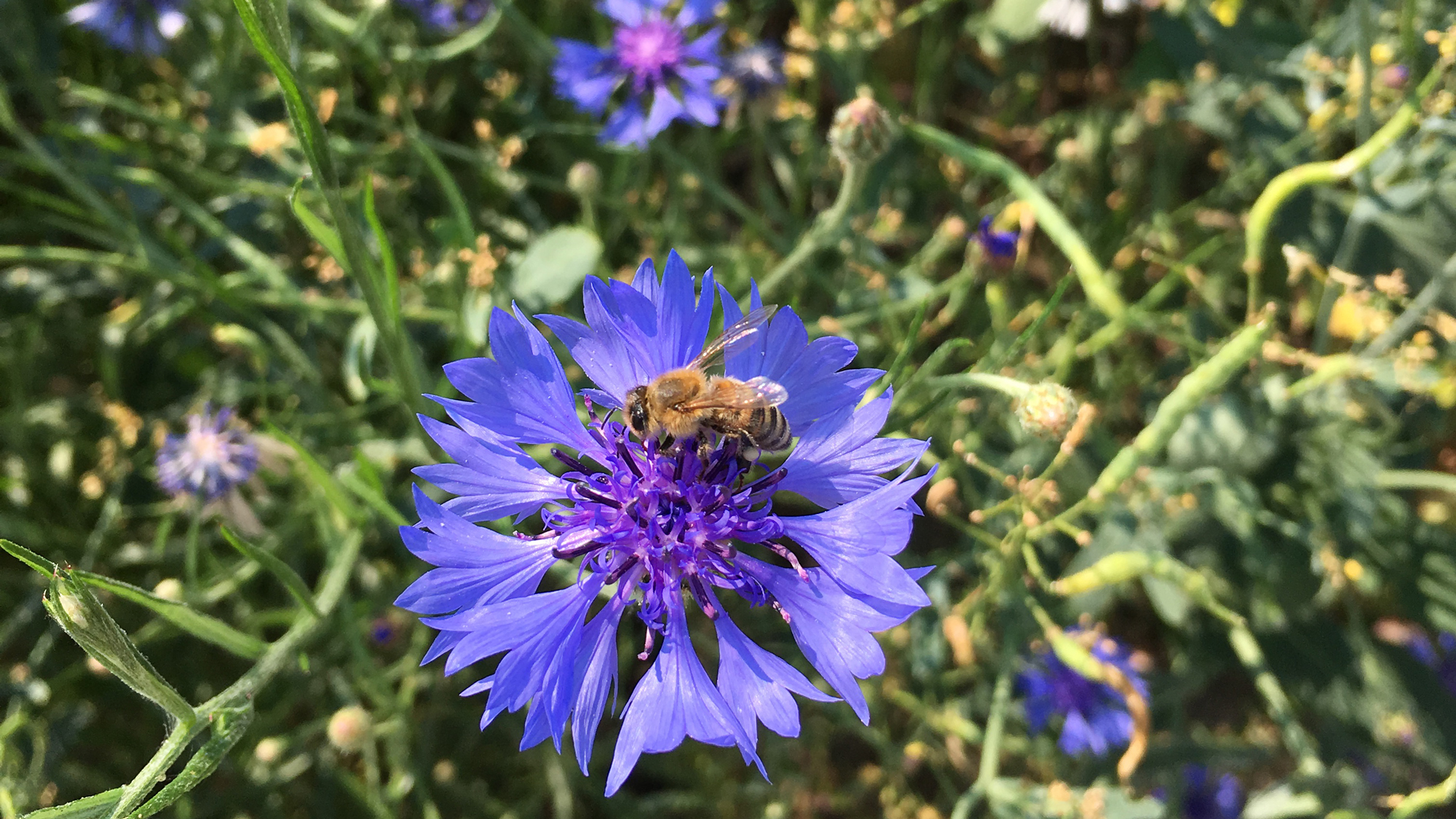 En blå blomma med ett bi på. Foto.
