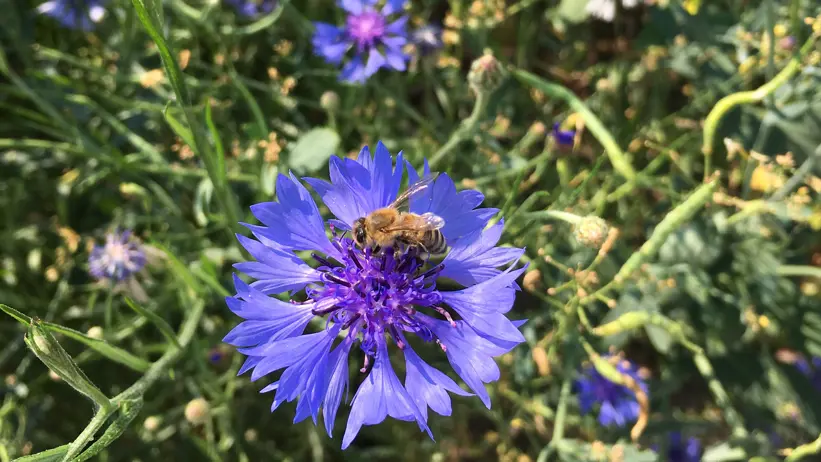 En blå blomma med ett bi på. Foto.