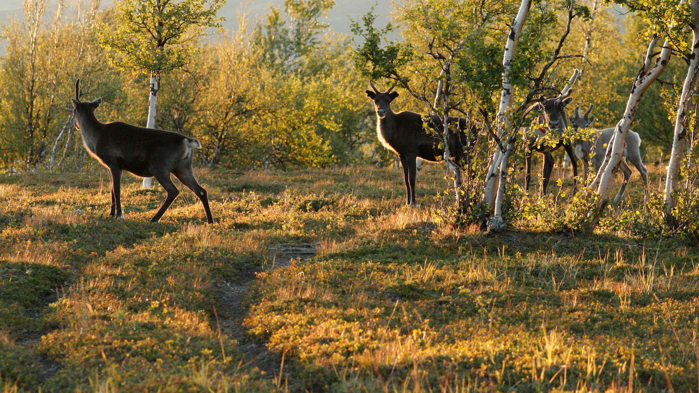 Renar som skymtar fram bakom träd på sommaren.