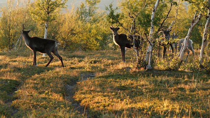 Renar som skymtar fram bakom träd på sommaren.